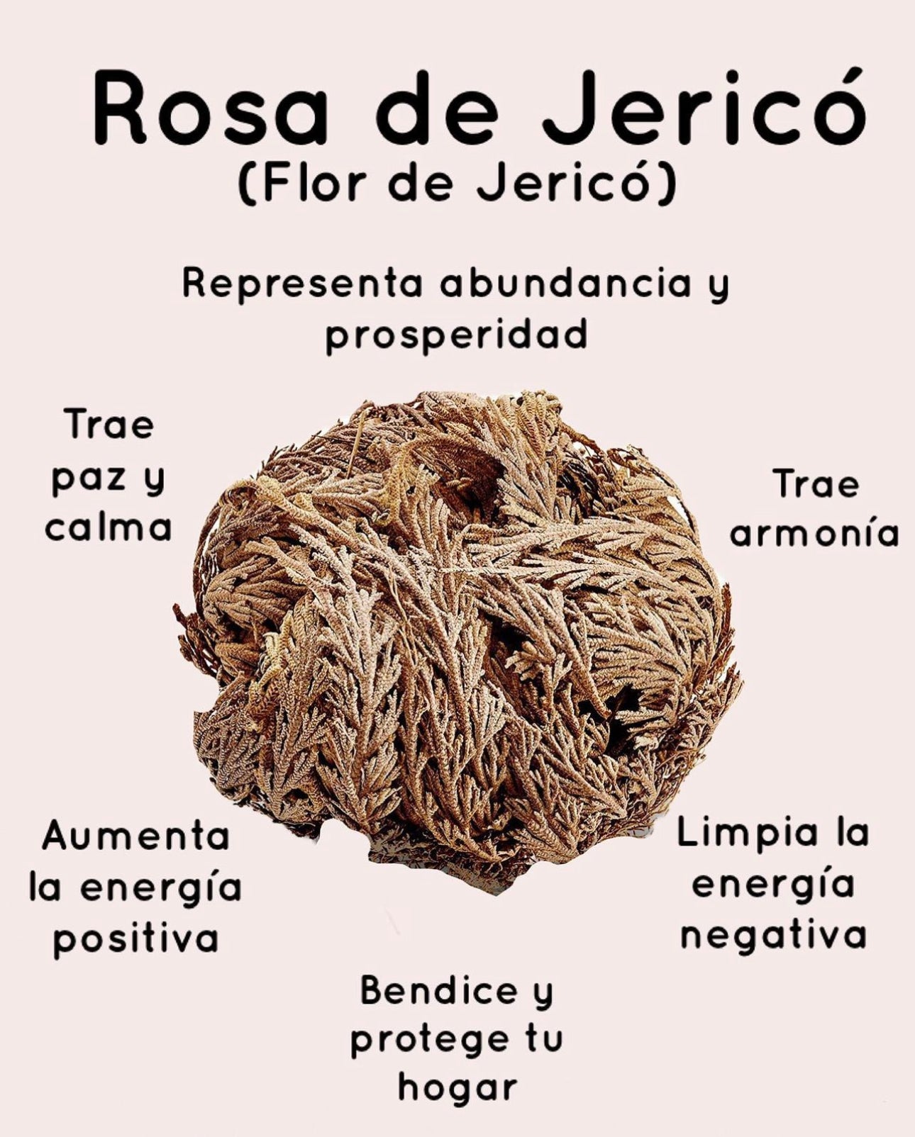 Flor de Jerico Egipcia